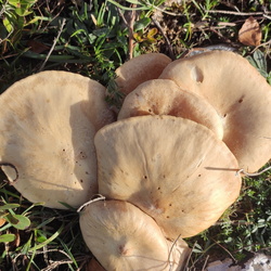 23-11-26 Recuenco-Vallegrul